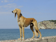 Fotogalerie