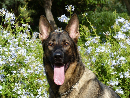 german-shepherd-dog-pet-happy-funny-face-tongue german-shepherd-dog-pet-happy-funny-face-tongue