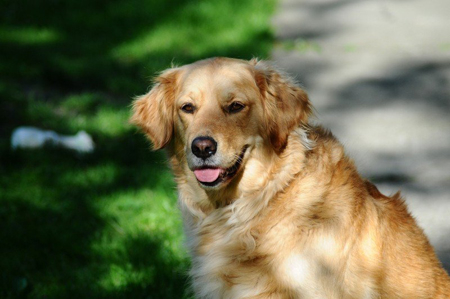 golden-retriever-dog-pet golden-retriever-dog-pet