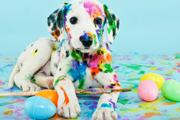 FOR PETS_0